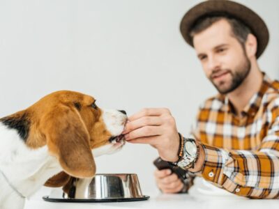 Czy wiesz jak kupić suchą karmę dla psa? Czy lepiej sprawdzi się sucha czy mokra? 9 - Twój Głos 📌 e-TG.pl