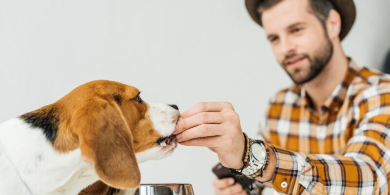 Czy wiesz jak kupi膰 such膮 karm臋 dla psa? Czy lepiej sprawdzi si臋 sucha czy mokra? 1 - Tw贸j G艂os 馃搶 e-TG.pl